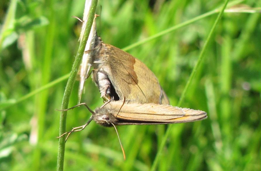 Maniola jurtina in accoppiamento